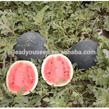MW10 Yuan alto rendimento brilhante vermelho carne híbrida rodada sementes de melancia preço